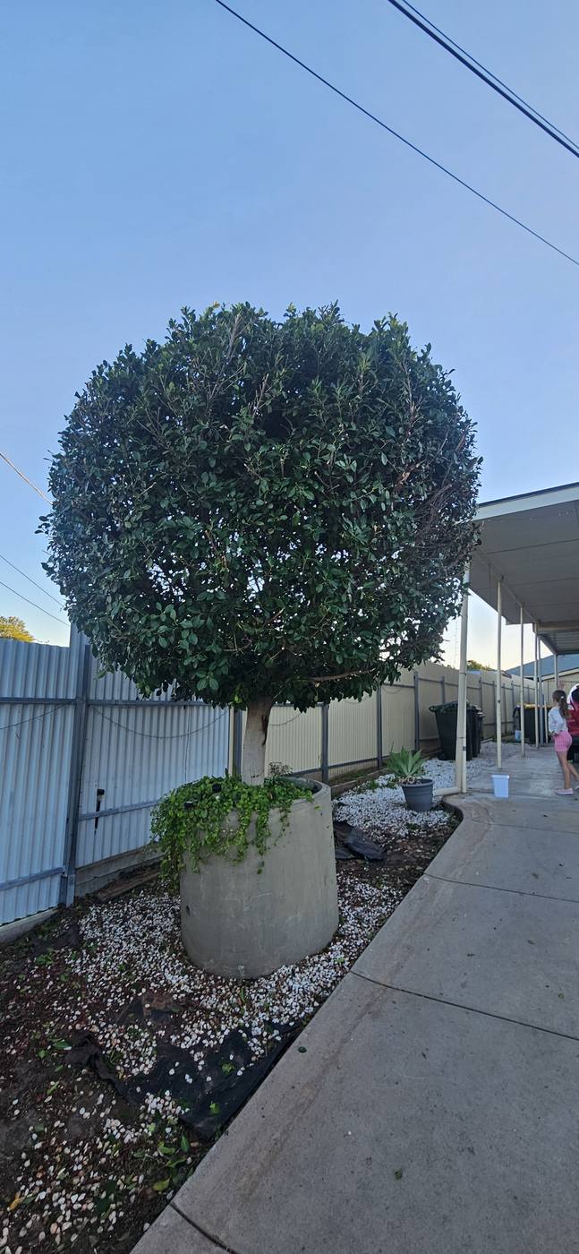 After: tree hedge neatly shaped into a ball
