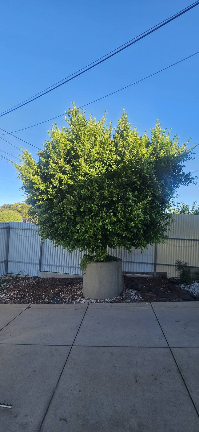 Before: overgrown tree hedge before trimming