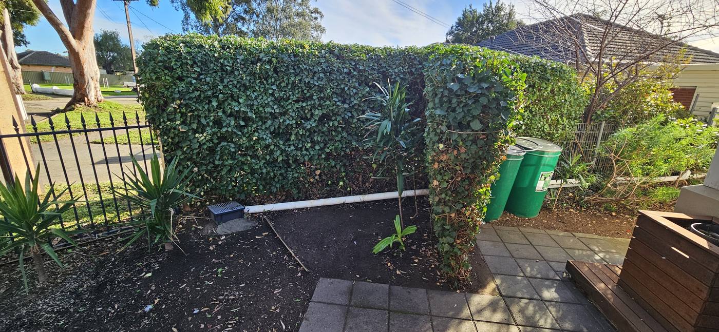 Hedge neatly trimmed along front fence line