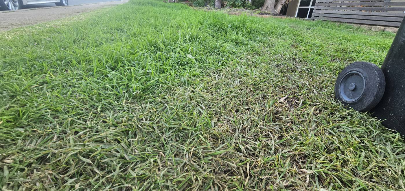 Before: overgrown front yard lawn