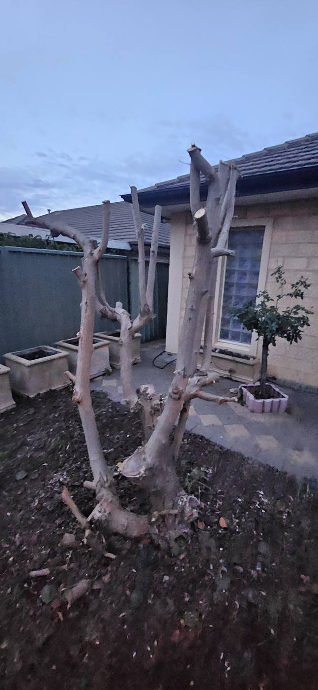 After: tree cut back hard and shaped