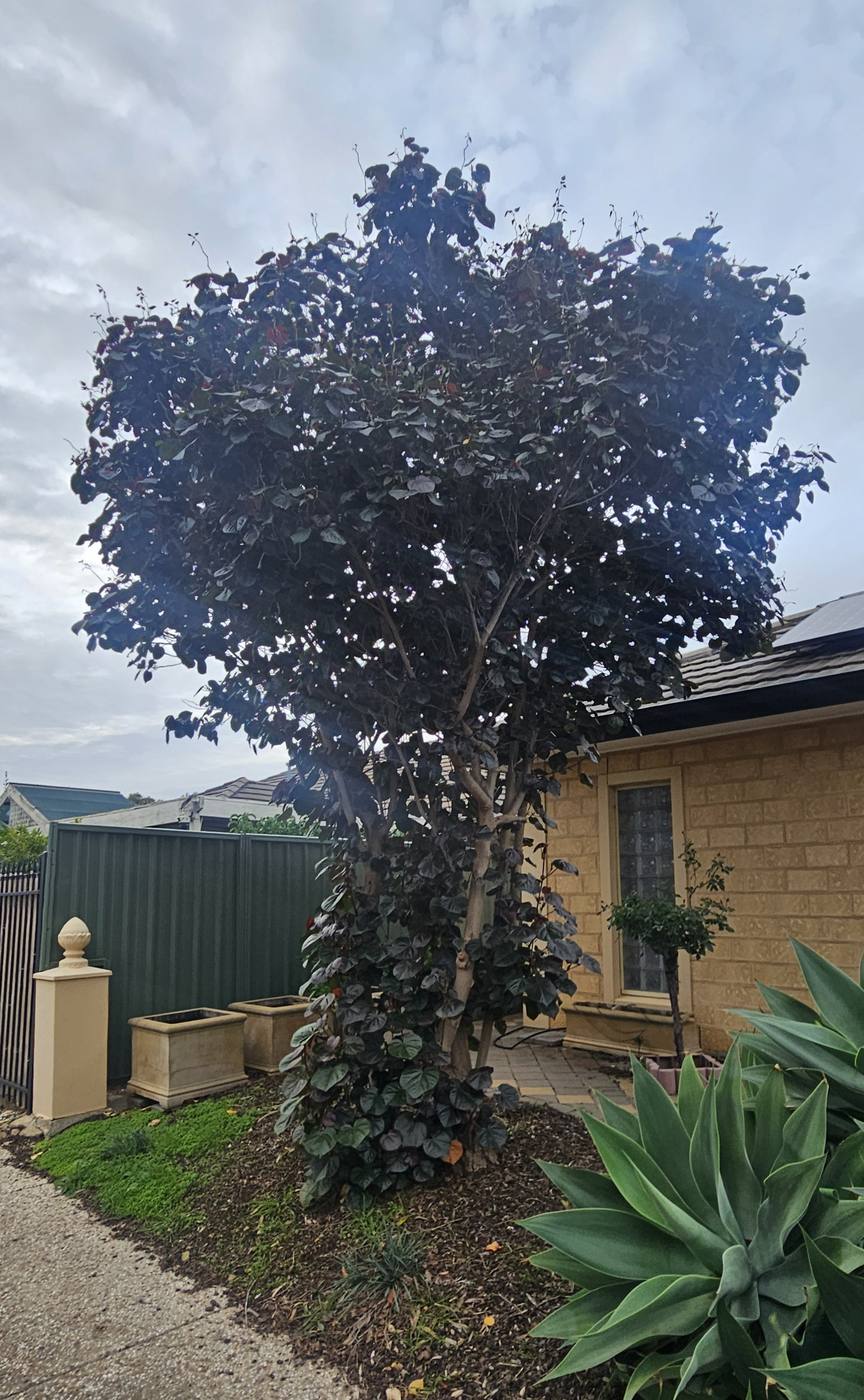 Before: large overgrown tree before pruning