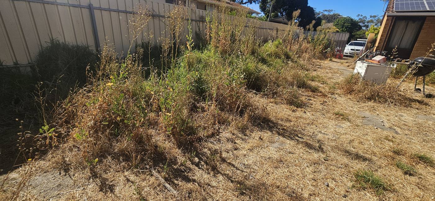 Before: overgrown, weed-filled backyard in north-east Adelaide